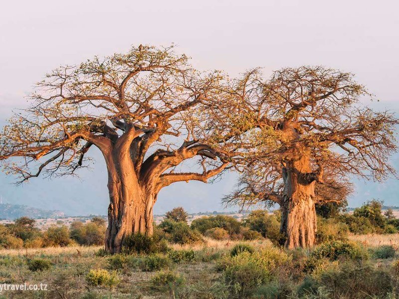 Baobab - African medicinal herb